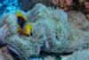 Clownfish off Raiatea