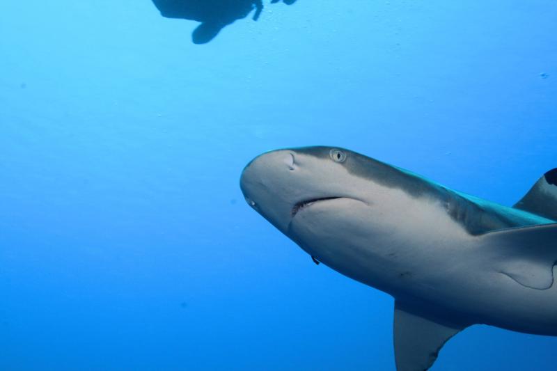 Shark in Raiatea