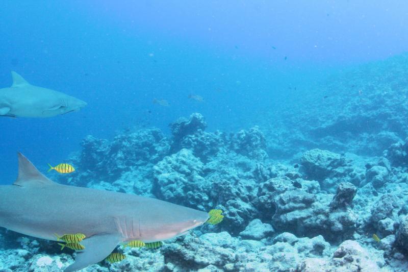 Pretty good sized Lemon Sharks - Bora Bora