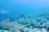 Pretty good sized Lemon Sharks - Bora Bora