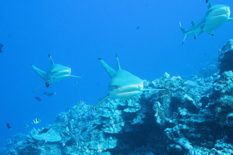 Three Sharks pose for the shot... hehehe