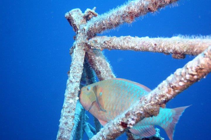 Parrotfish in the radar dish