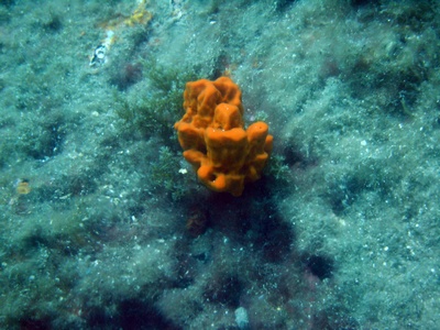 mercan