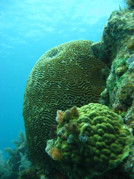 Coral Reef in Key Largo