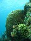 Coral Reef in Key Largo