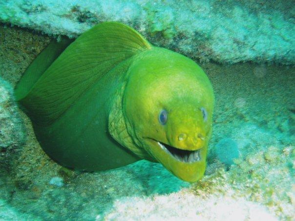 Moray Eel