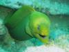 Moray Eel