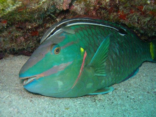 sleeping parrot fish with unknown parasite fish