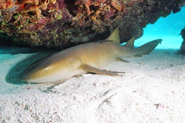 nurse shark