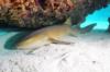 nurse shark