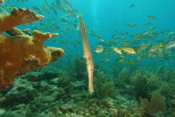 trumpet fish