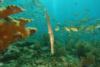 trumpet fish