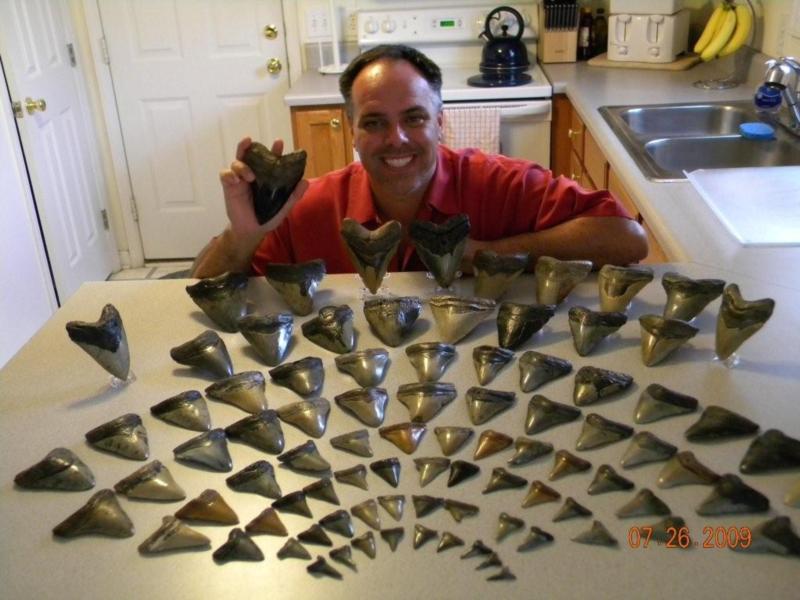 My Meg tooth collection