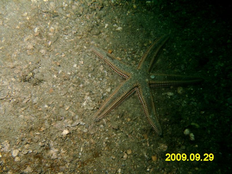 Starfish