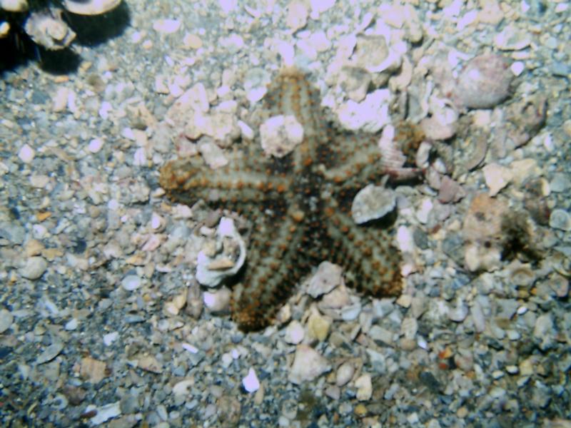 Starfish