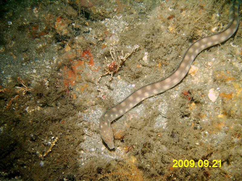 Eel Snake