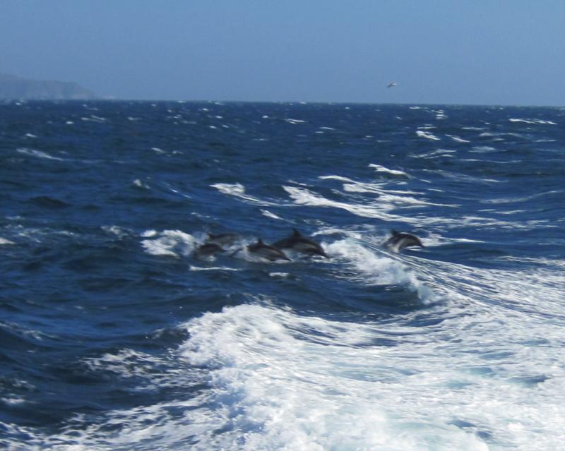 Dolphins 