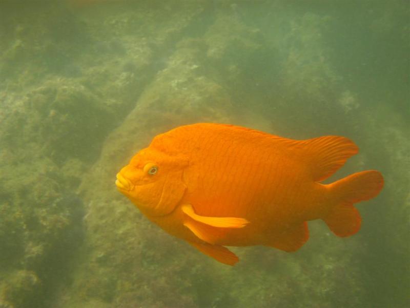 Garibaldi in Laguna beach