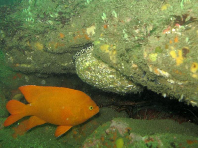 Garibaldi and Abalone