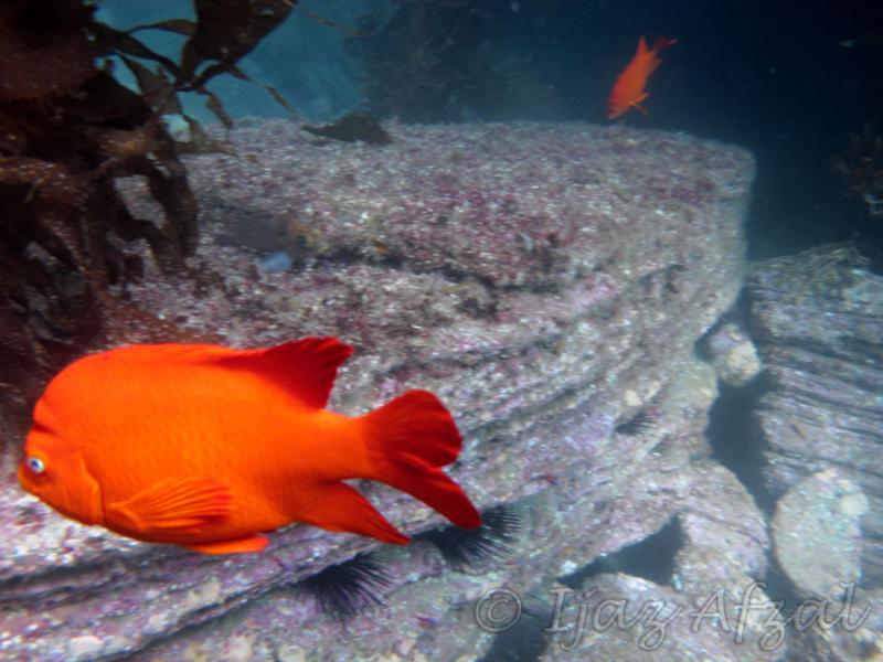 Garibaldi in Catalina