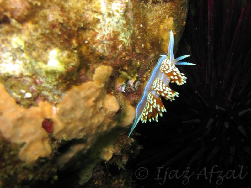 Nudibranch