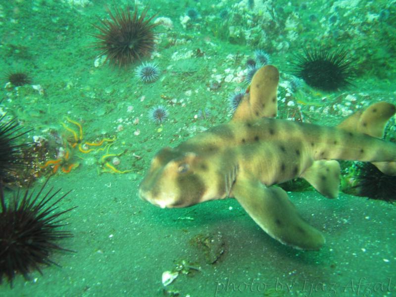 Horn Shark