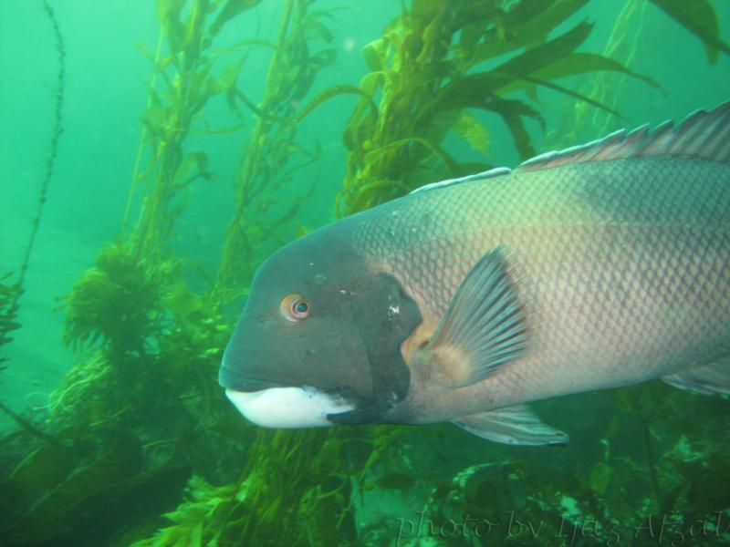 sheephead