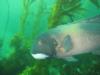 sheephead