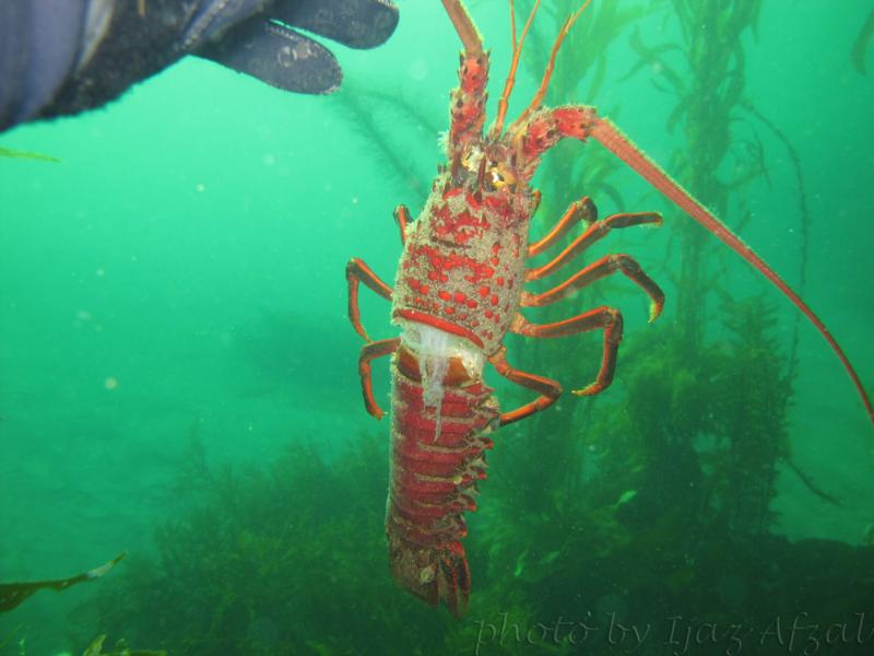 lobster shell
