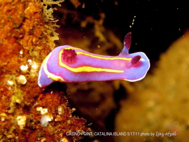 Potters nudibranch