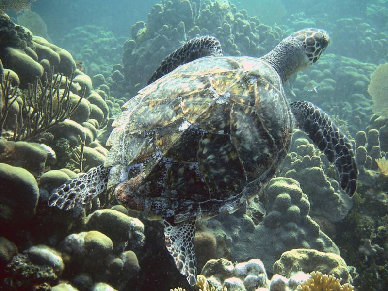 Cool turtle in the BVI