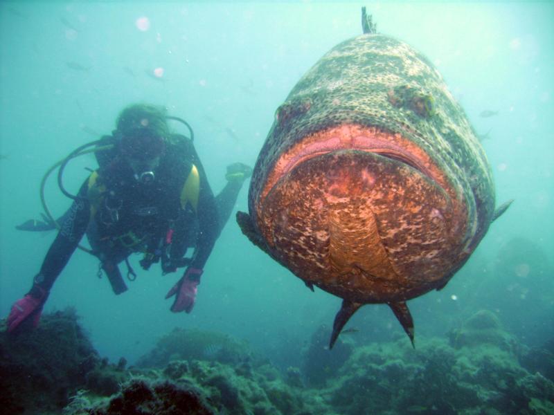 Me and my Friend the Grouper in Dry Tortugas