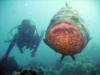 Me and my Friend the Grouper in Dry Tortugas