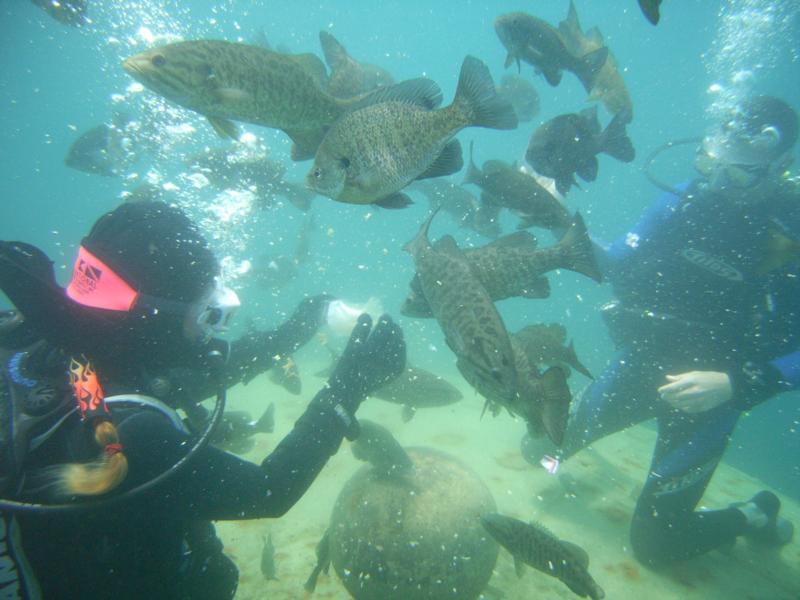 Feeding the cannibal fish at Portage Quarry