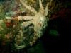 Crab on night dive Key Largo