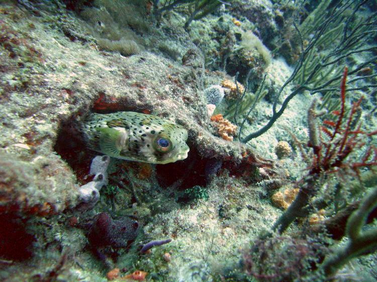 I love Balloon Fish!!  West Palm Florida