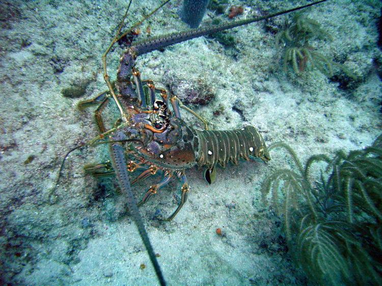 Cool Lobster in Islamarada Florida Keys