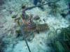 Cool Lobster in Islamarada Florida Keys