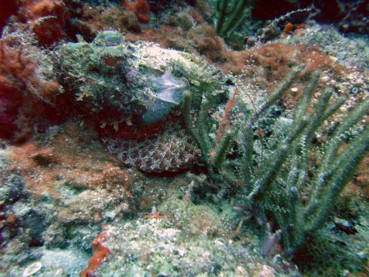 Look closely, see the Scorpion Fish!!  West Palm Florida