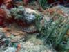 Look closely, see the Scorpion Fish!!  West Palm Florida