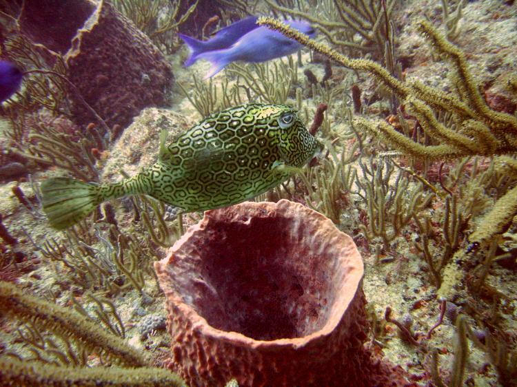 Cow Fish in Ft Lauderdale Florida