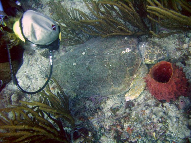 Large Turtle in Riviera Beach Florida