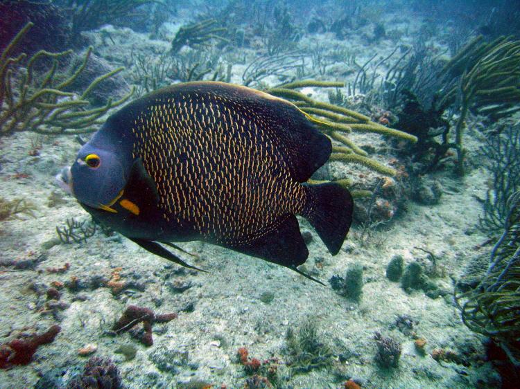 Awesome Angel fish in Grand Bahama Island