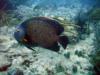 Awesome Angel fish in Grand Bahama Island