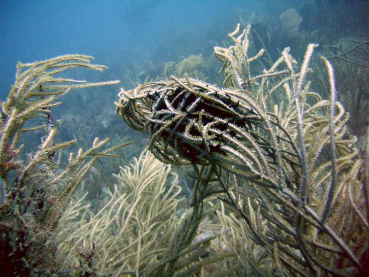 Basket Star in BVI