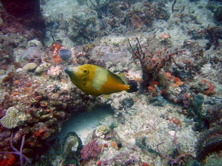 Filefish in Ft Lauderdale