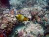 Filefish in Ft Lauderdale