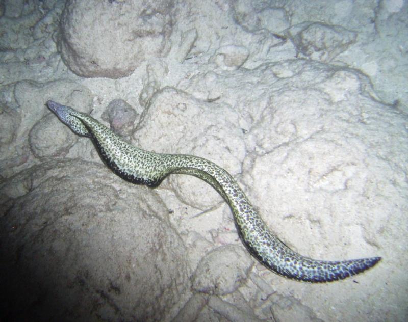 Spotted Eel in Key Largo