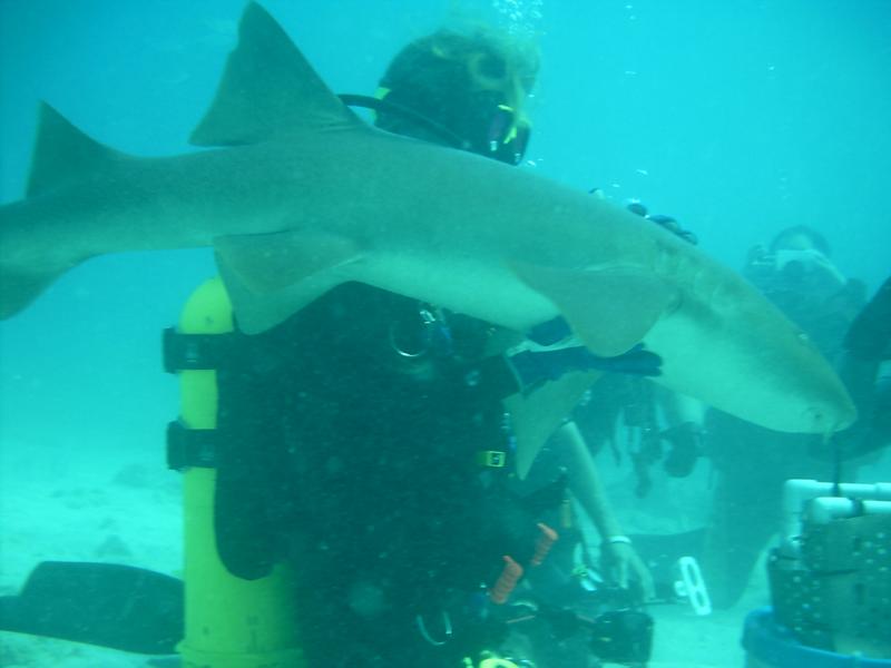 Shark Feed in Key Largo