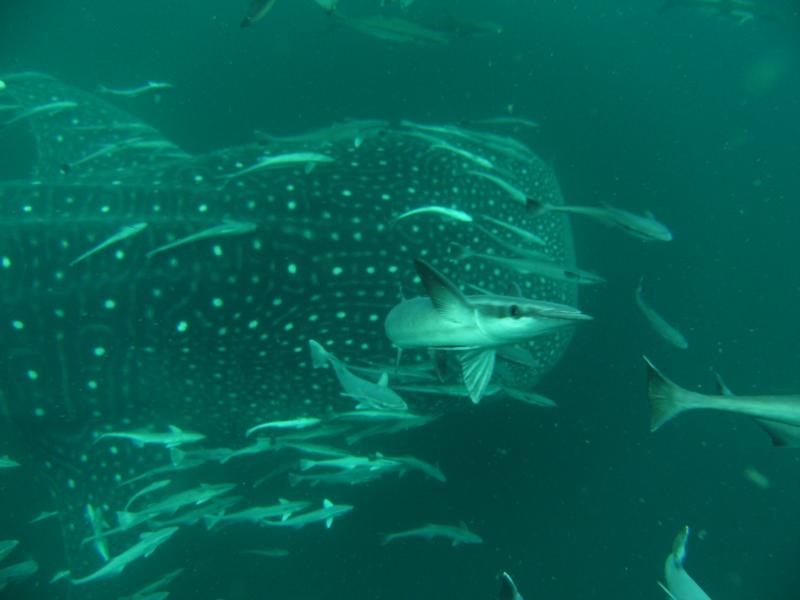 whale shark and freinds